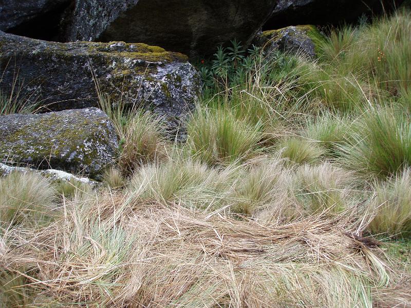 Illampu Trek (73).JPG